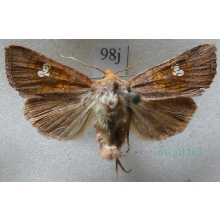 Amphipoea oculea (Linnaeus, 1761) Czech98j